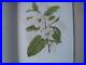 A-BOOK-OF-WHITE-FLOWERS-Elizabeth-Cameron-24-paintings-limited-edition-1980-01-dr