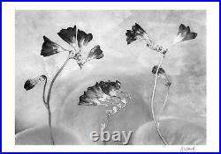 Huntington Witherill Signed 2001 Botanical Dances Book & Orginal Photograph