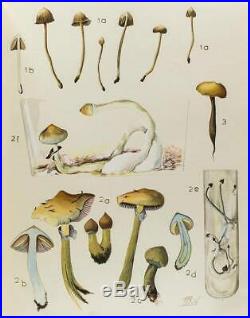 Mushrooms, Russia and History / Gordon Wasson / Psychedelic Magic Mushrooms BOOK