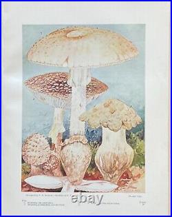 ONE THOUSAND AMERICAN FUNGI by CHARLES McILWAINE Ltd Ed AUTHOR SIGNED C 1900