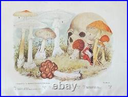 ONE THOUSAND AMERICAN FUNGI by CHARLES McILWAINE Ltd Ed AUTHOR SIGNED C 1900