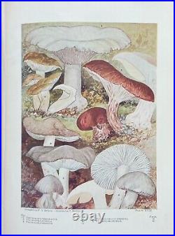 ONE THOUSAND AMERICAN FUNGI by CHARLES McILWAINE Ltd Ed AUTHOR SIGNED C 1900