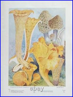 ONE THOUSAND AMERICAN FUNGI by CHARLES McILWAINE Ltd Ed AUTHOR SIGNED C 1900