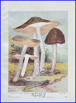 ONE THOUSAND AMERICAN FUNGI by CHARLES McILWAINE Ltd Ed AUTHOR SIGNED C 1900