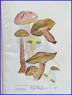 ONE THOUSAND AMERICAN FUNGI by CHARLES McILWAINE Ltd Ed AUTHOR SIGNED C 1900